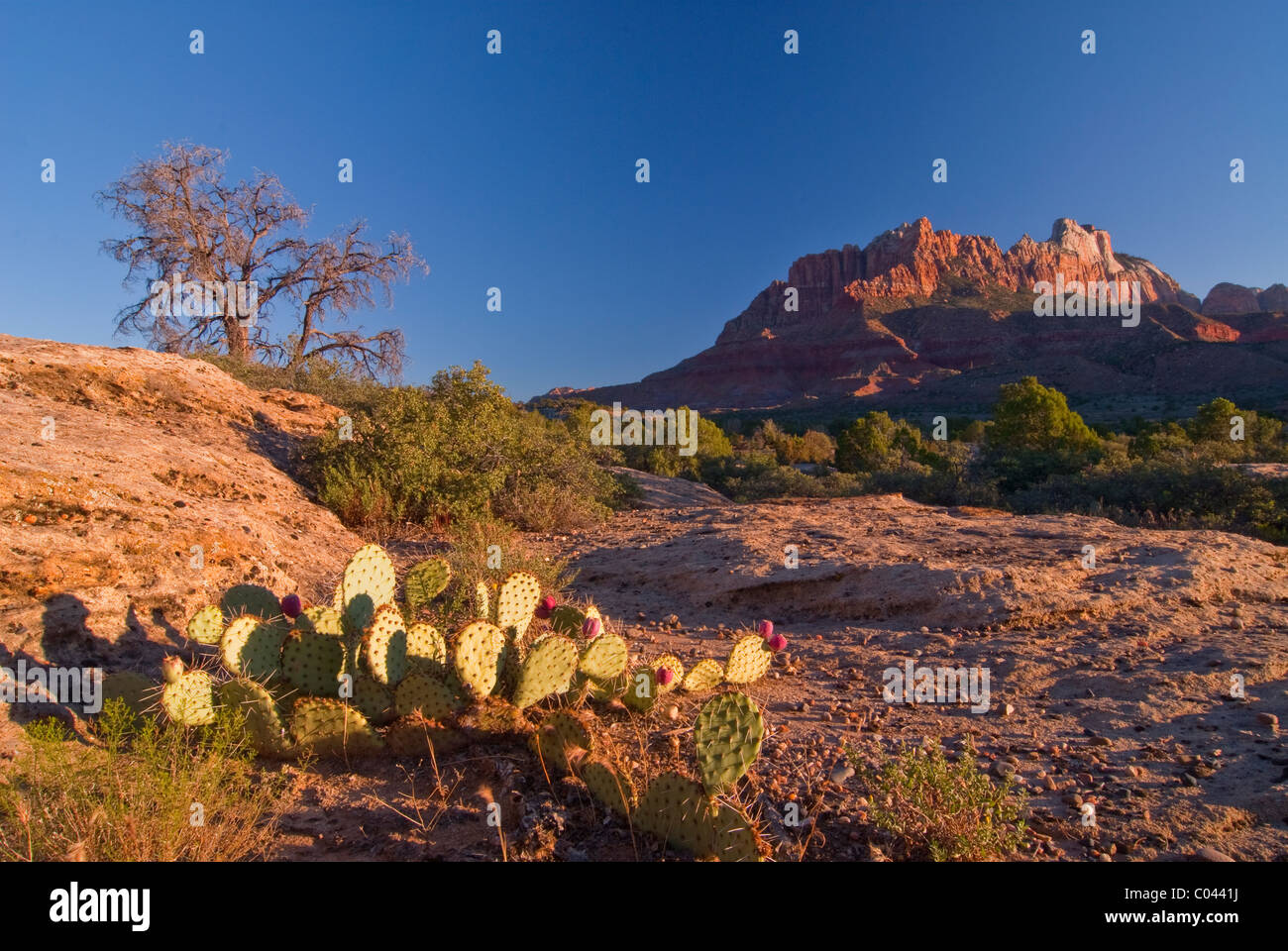 Sonnenaufgang am Anasazi Weg, gerade außerhalb des Zion Nationalparks Stockfoto