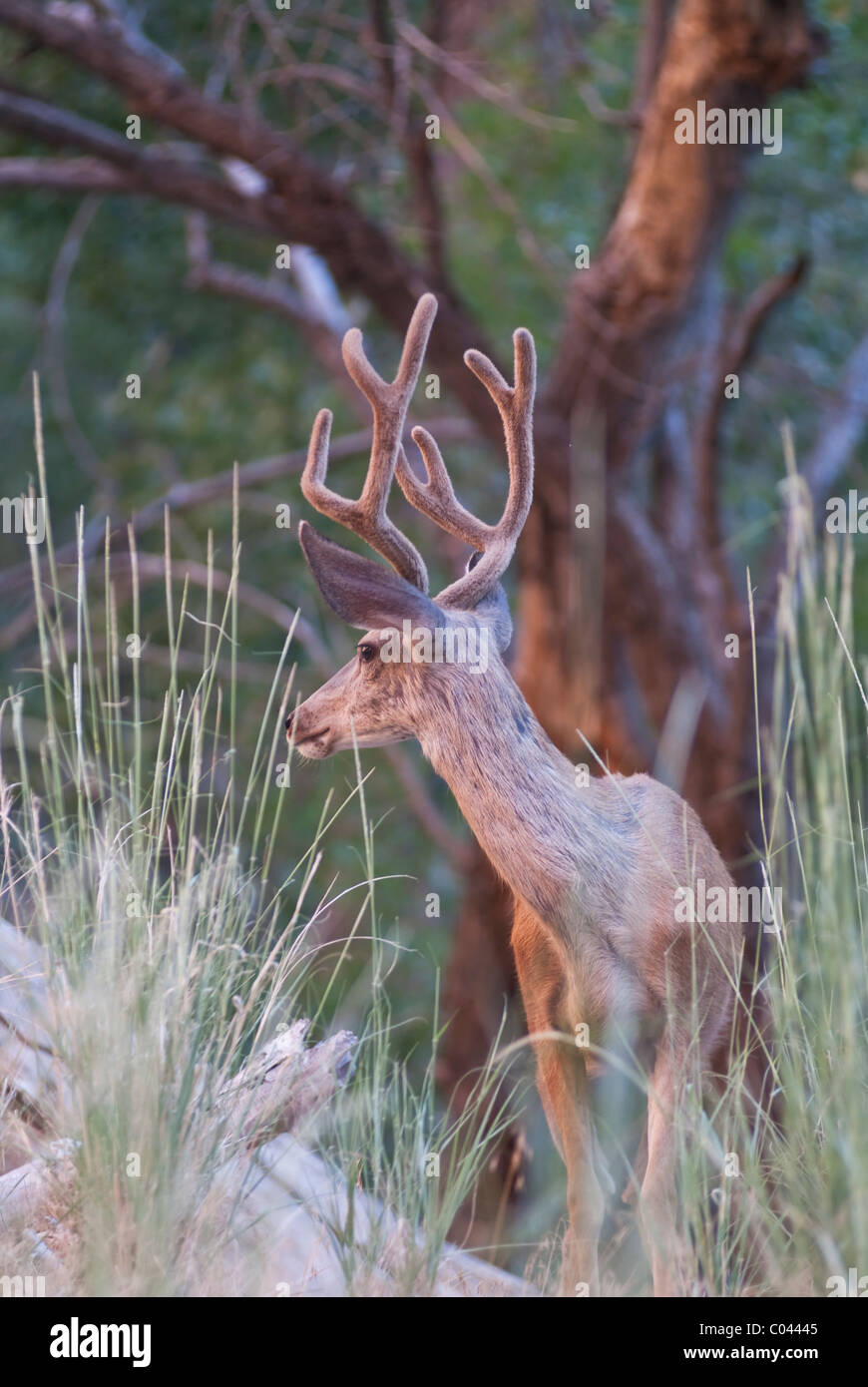 Hirsche im Zion National Park Stockfoto