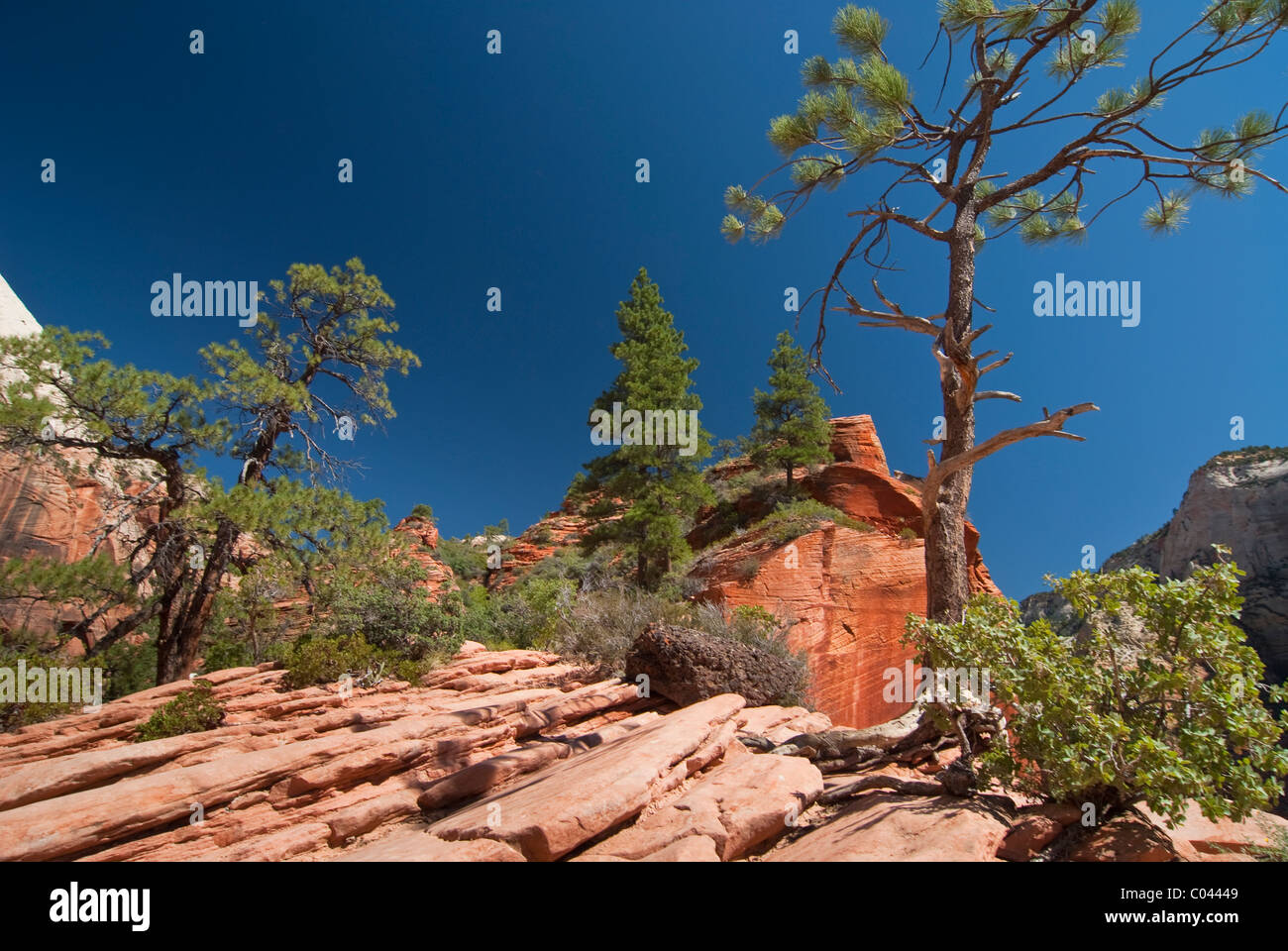 Der schöne Engel Klettersteig Landung im Zion National Park Stockfoto