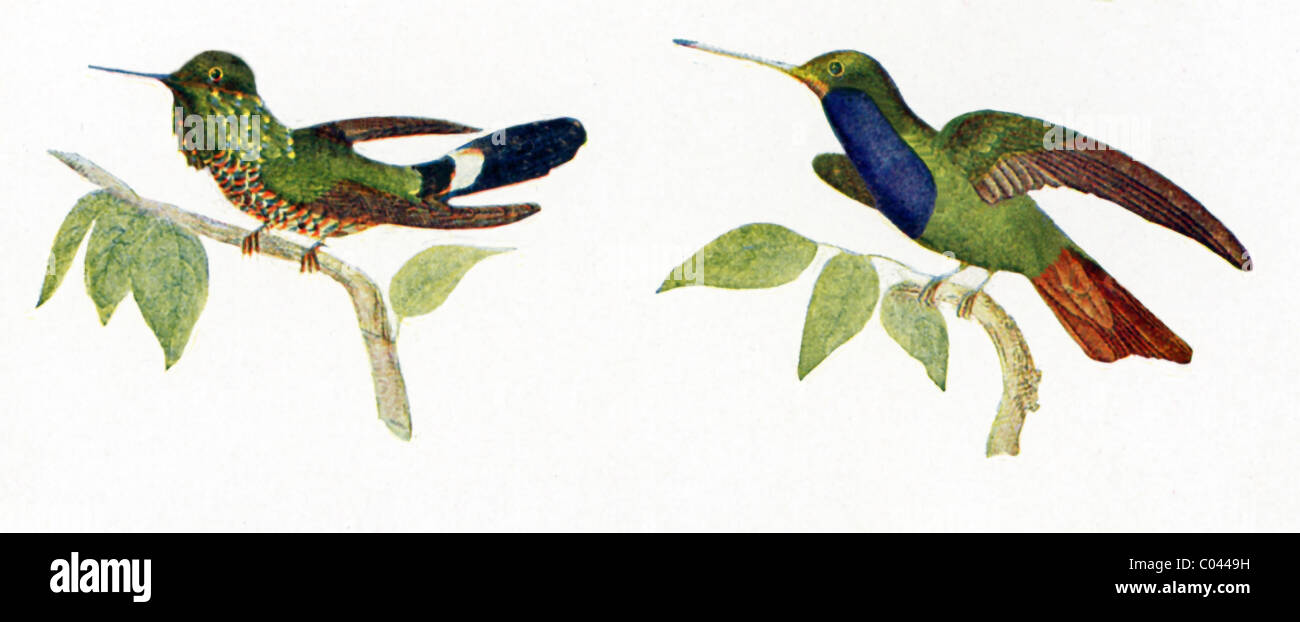 Diese Kolibris gehören zur Familie Trochilidae genannt. Sie haben brillante farbige Gefieder. Stockfoto