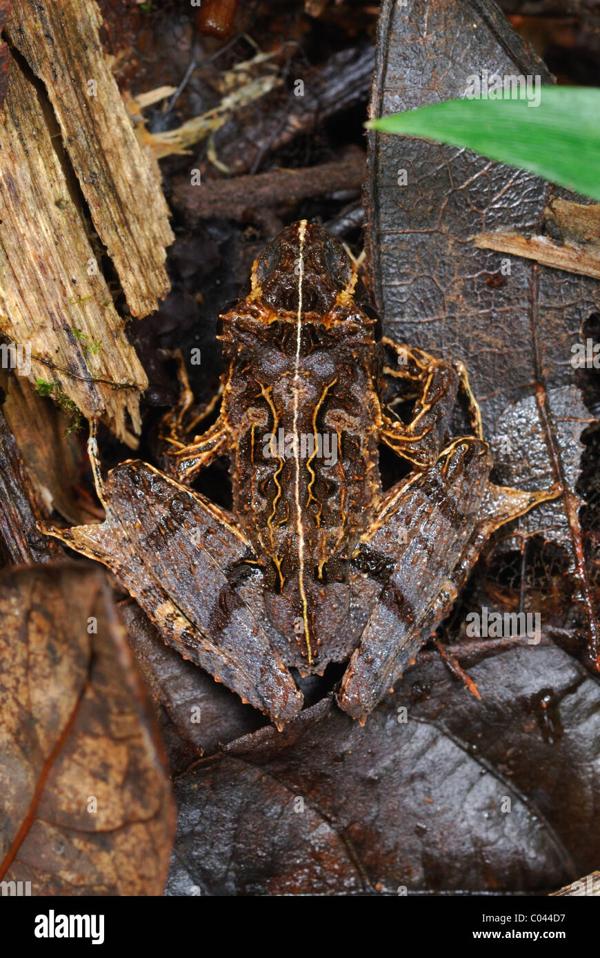 Getarnte Osten Betsileo Madagaskar Frosch (Gephyromantis Asper), Madagaskar Stockfoto