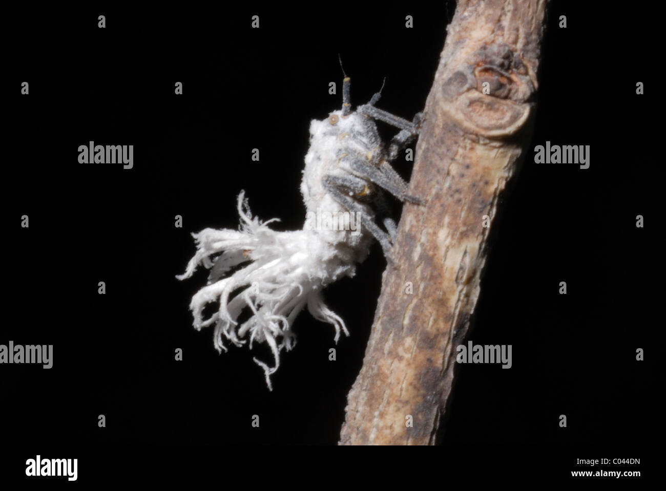 Fulgorid Bug Larve im Isalo Nationalpark, Madagaskar Stockfoto