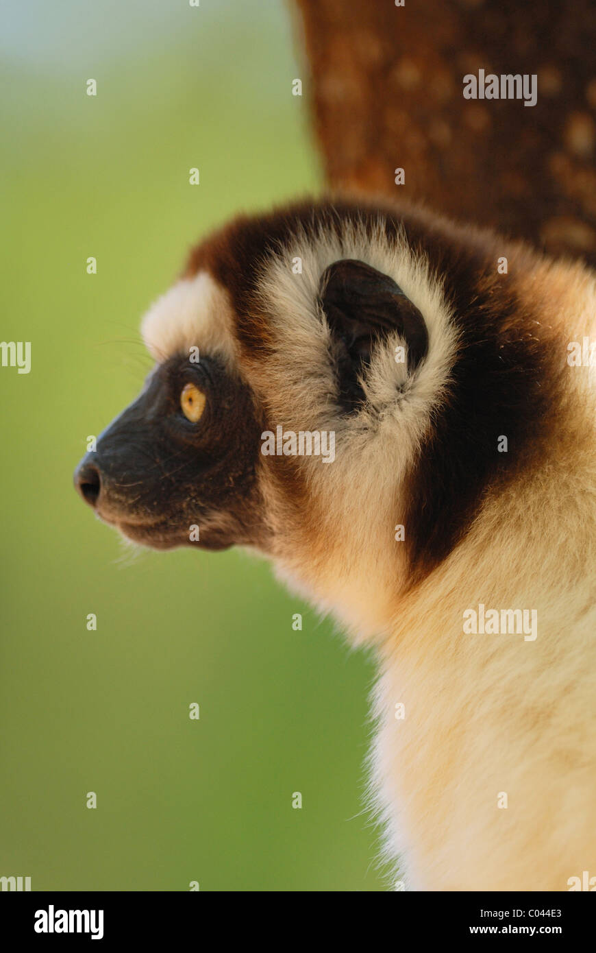 Verreaux Sifaka (Propithecus Verreauxi) im Berenty Naturreservat, Süd-Madagaskar Stockfoto