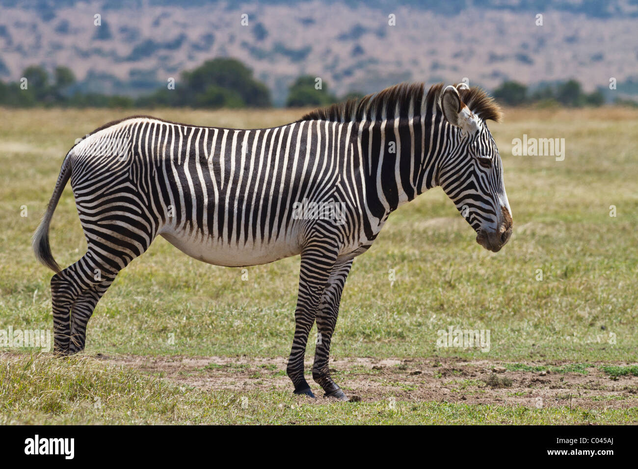 GREVY Zebra - eine gefährdete Spezies. Das Bild zeigt einen Erwachsenen Zebra mit Blick auf das Recht des Rahmens. Das Tier ist im Profil. Stockfoto