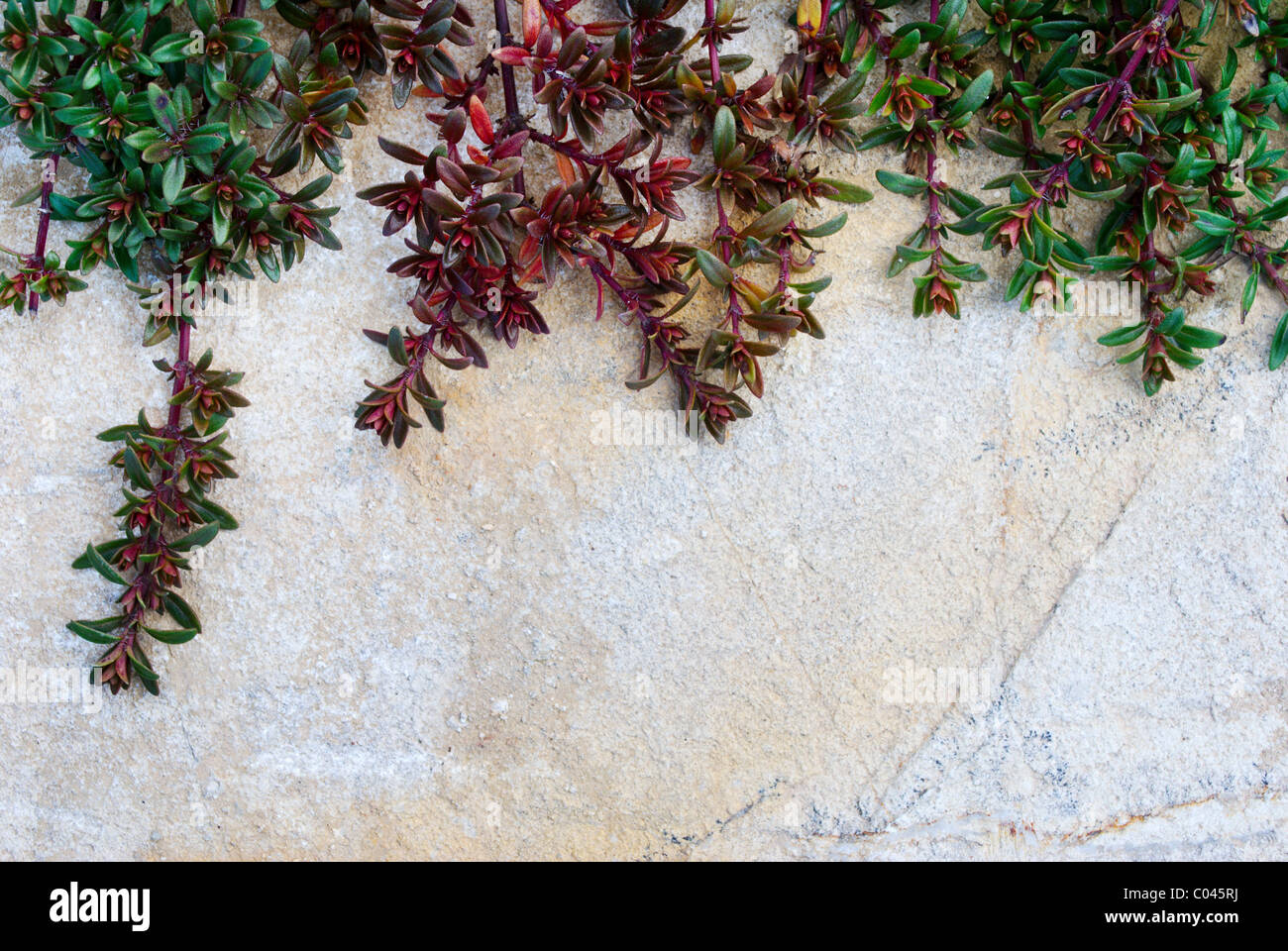 Creeping Thyme Stockfotos und -bilder Kaufen - Alamy
