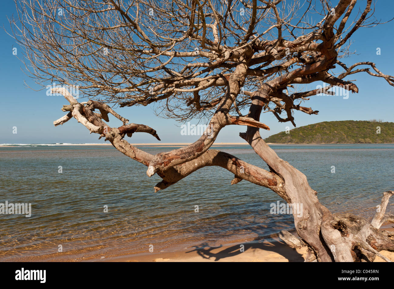 Baum am unberührten Sandstrand an der Kosi Bay in Südafrika, südlich der Grenze zu Mosambik Stockfoto
