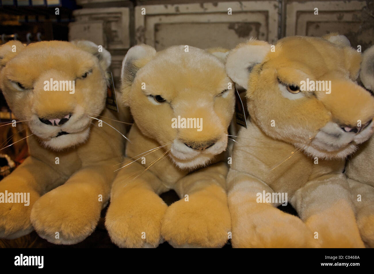 Ausgestopfte Tiere für den Verkauf in den Souvenirladen im MGM Grand Lion Habitat in Las Vegas Stockfoto