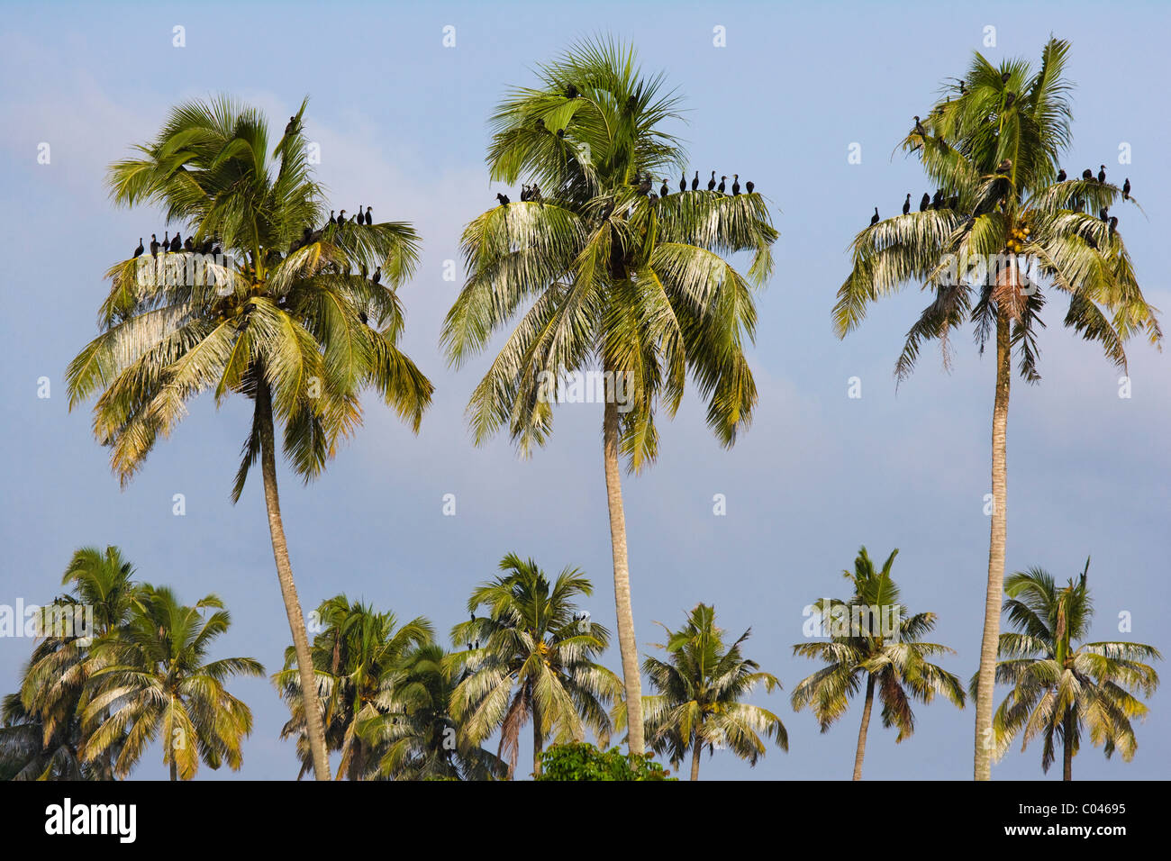 Vögel auf Palmen, Kerala, Indien Stockfoto