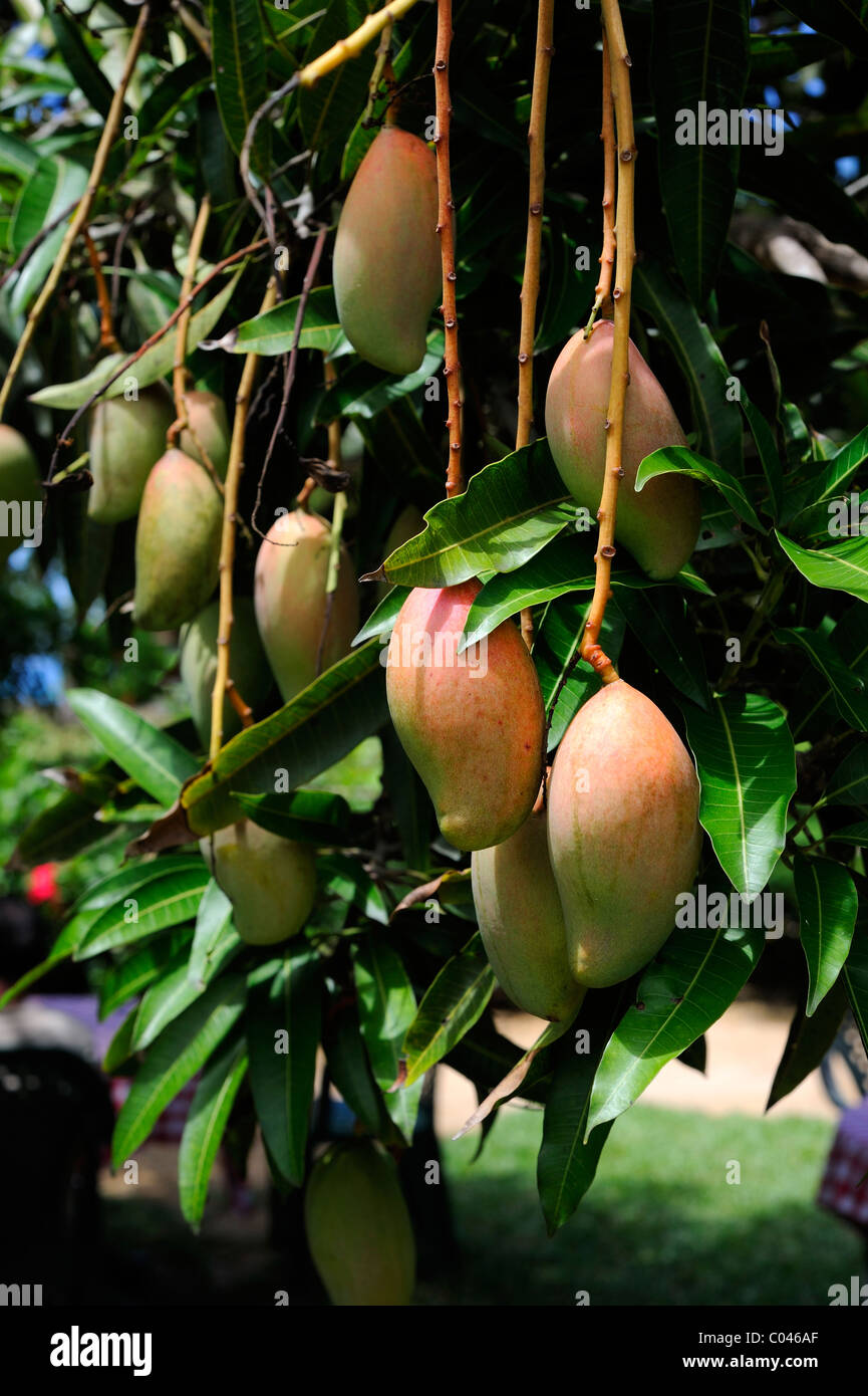 Seychellen, Mango-Früchte Stockfoto