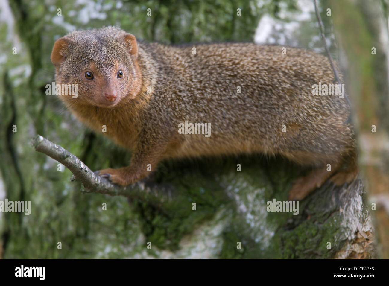Gemeinsamen Dwarf Mongoose - Helogale parvula Stockfoto