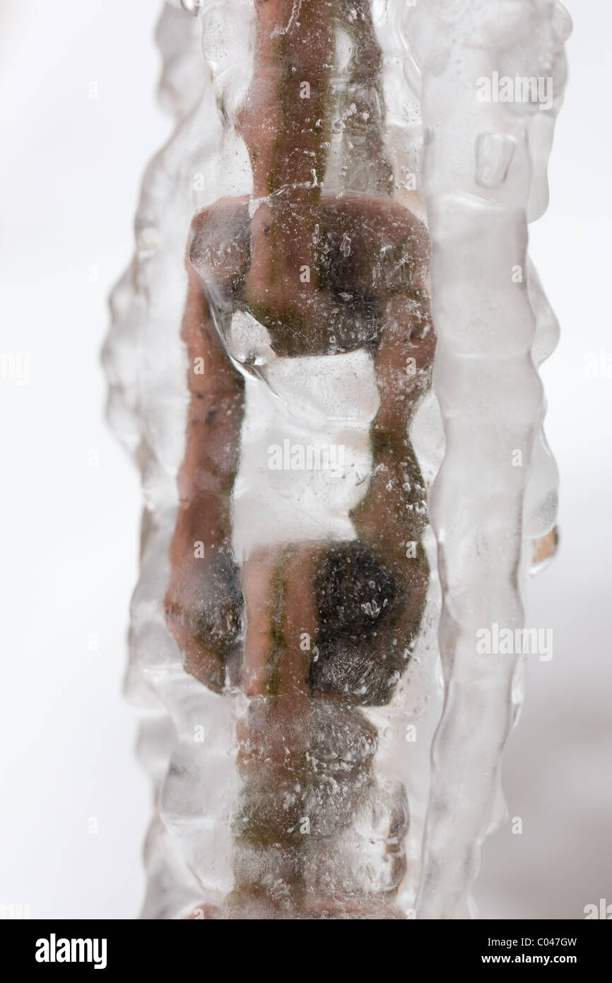 Kette Fallrohr ummantelt mit Eis im winter Stockfoto