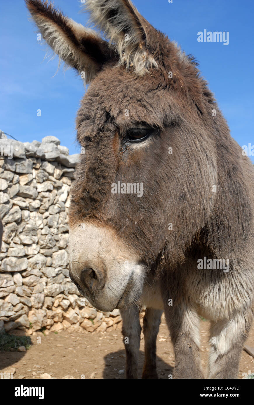 Esel, Spanien Stockfoto