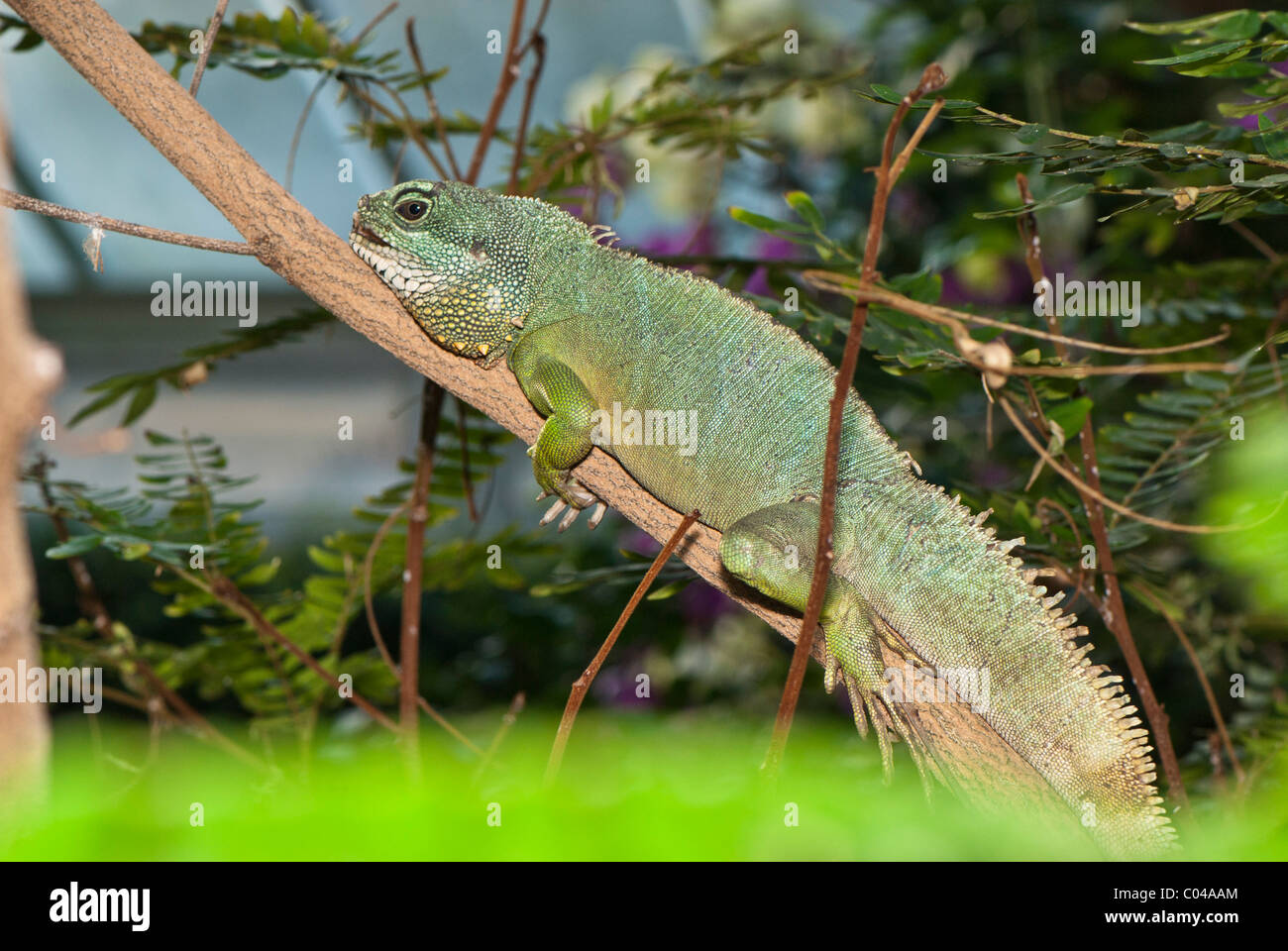 Chinesische Wasser Drachen Physignathus Cocincinus auf Ast des Baumes Stockfoto