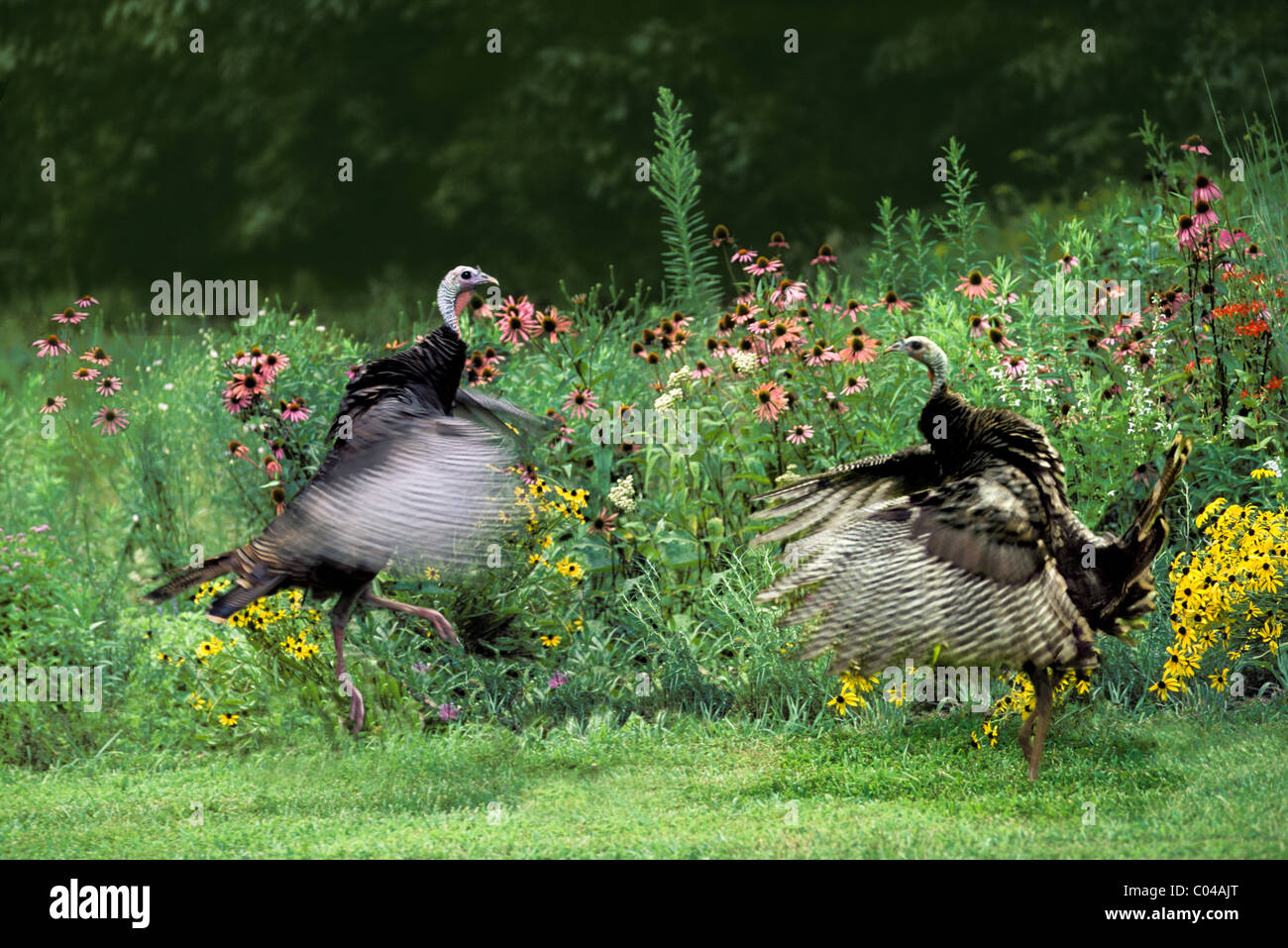 Zwei männliche Truthühner Klappe und Tanz in der Anzeige als Paarungszeit beginnt im Sommer Garten im Hinterhof, USA Stockfoto