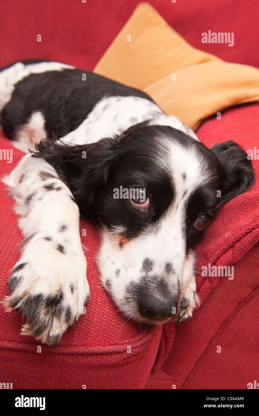 Ein English Springer Spaniel auf dem Sofa im Innenbereich Stockfoto