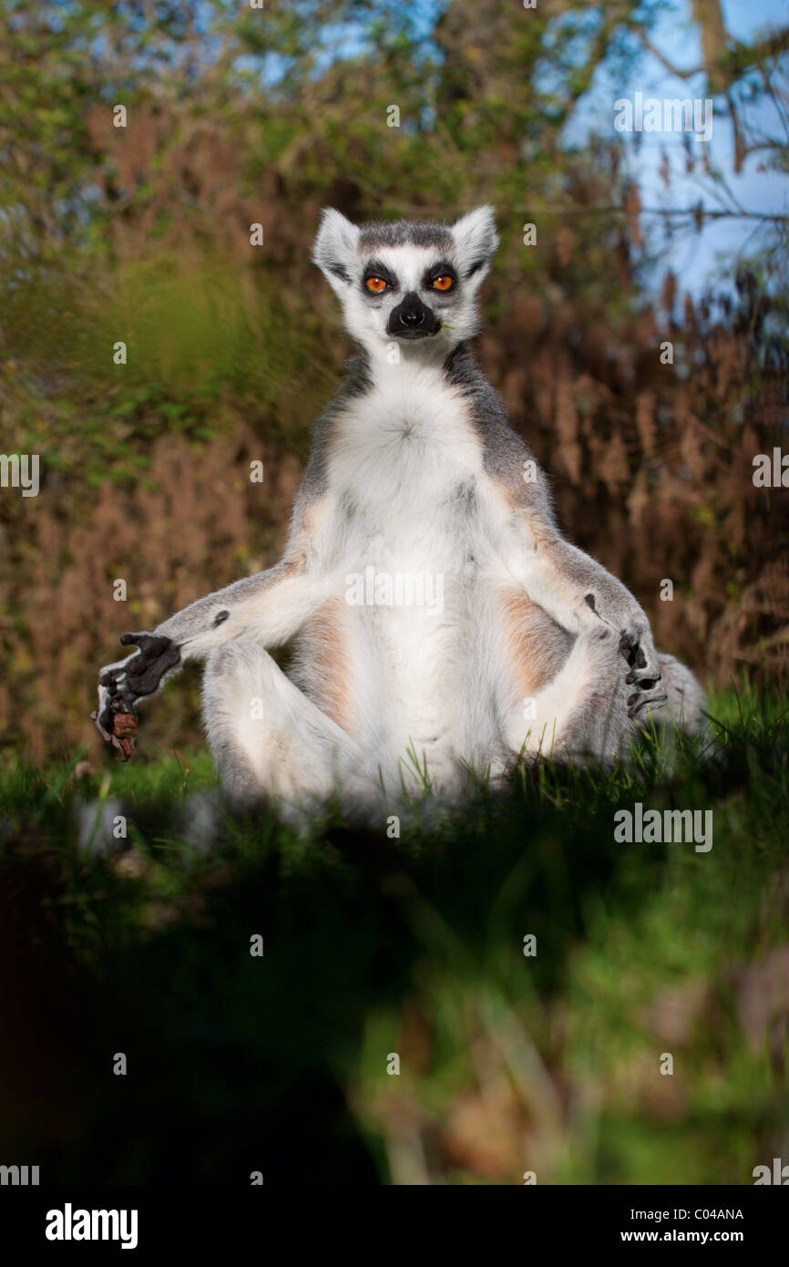 Ein Lemur Sonnenbaden Stockfoto