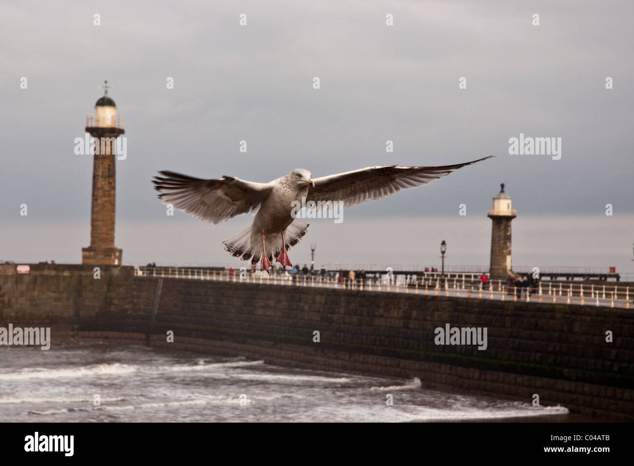 fliegende Möwe Stockfoto