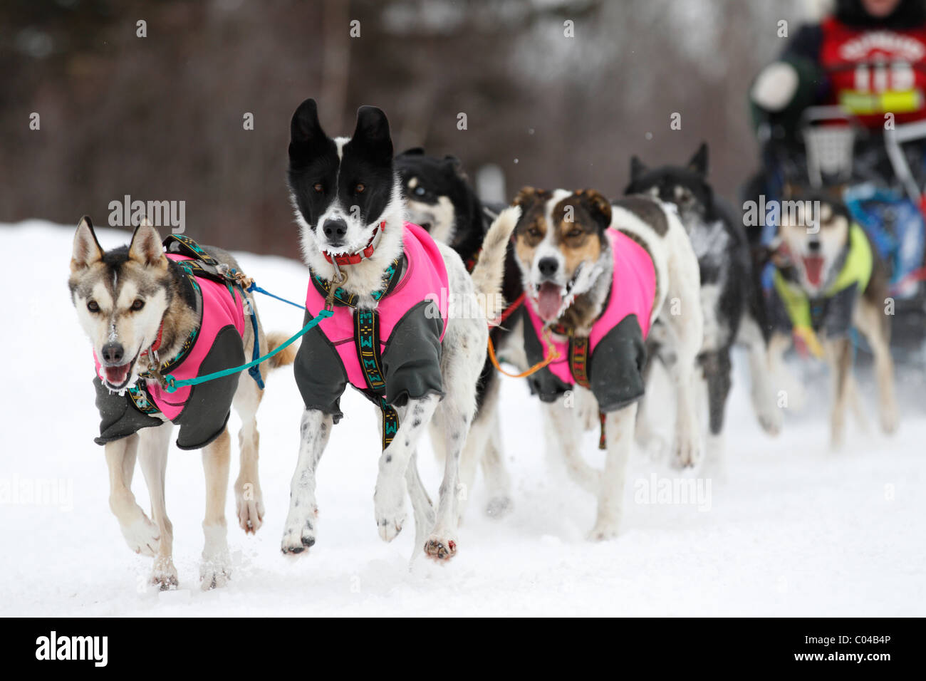 Ein Schlittenhundeteam nähert sich dem Ziel des Mittelstreckenrennens während des John Beargrease Sled Dog Marathon. Stockfoto
