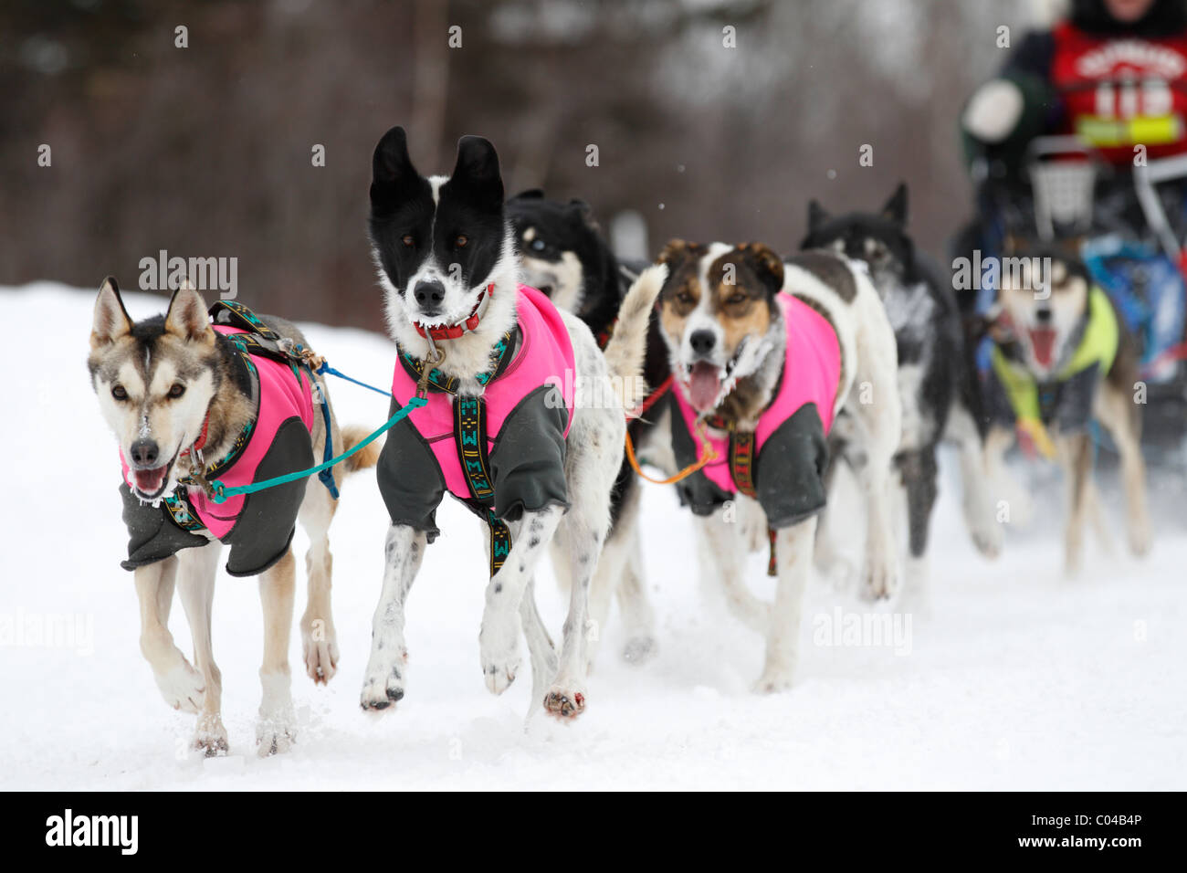 Schlittenhunde-Team von Neil Rasmussen nähert sich das Ende des Mitte-Distanz während der 2011 John Beargrease Schlittenhunde-marathon Stockfoto