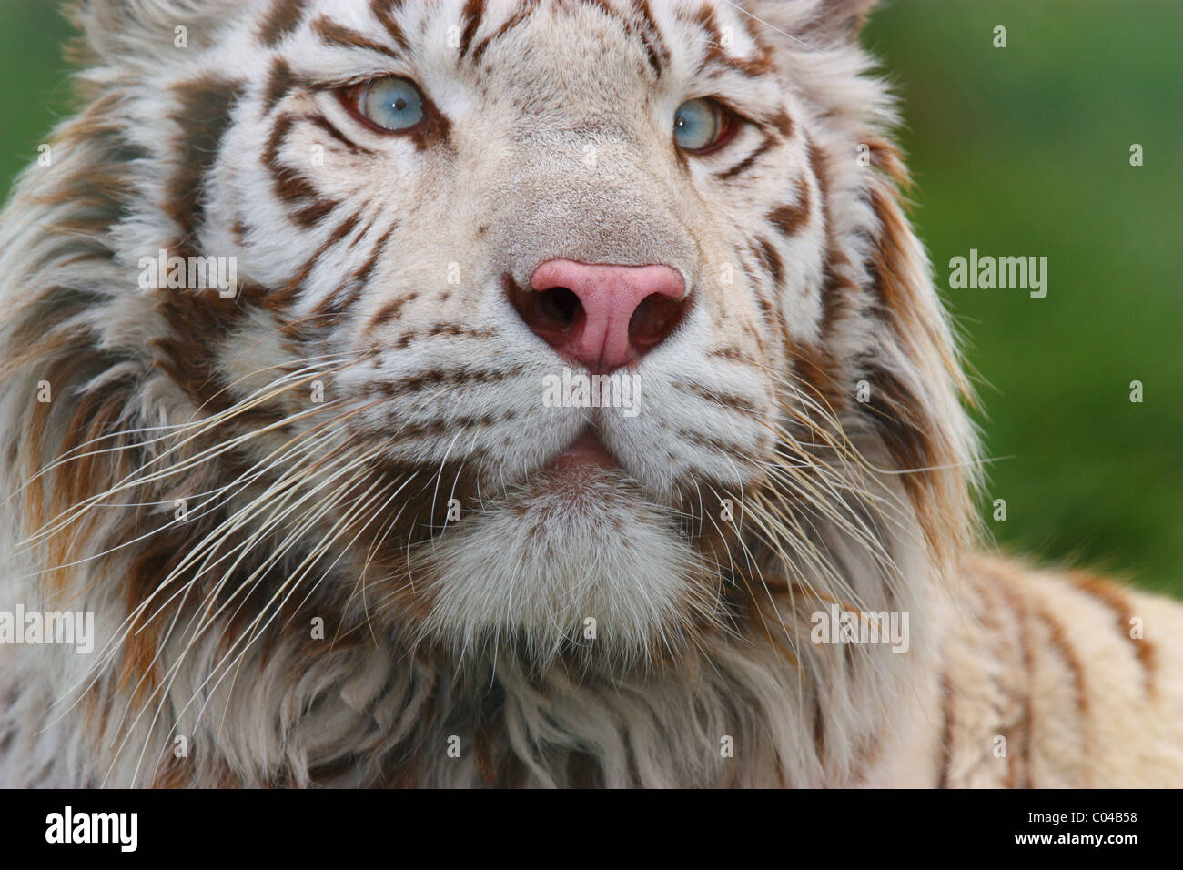 Weisse Tiger Blaue Augen Stockfotos Und Bilder Kaufen Alamy
