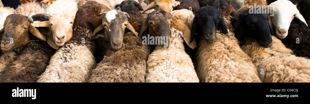 Schafe in der bunten Sonntagsmarkt in Kashgar, Xinjiang aufgereiht. Stockfoto