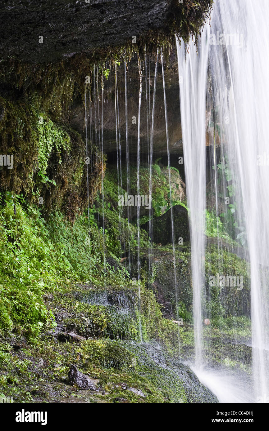 feuchten Lebensraum hinter einem Wasserfall am Kessel Kraft, North Yorkshire, West Burton, Wensleydale Stockfoto