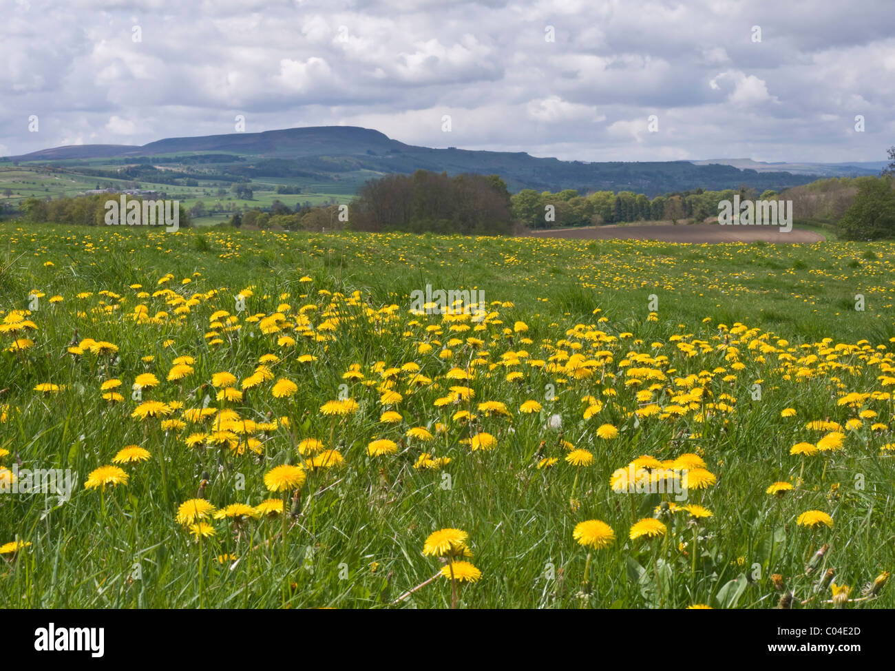 Löwenzahn wächst in einem Feld in der Nähe von Spennithorne in Wensleydale, North Yorkshire. Penhill im Hintergrund. Stockfoto