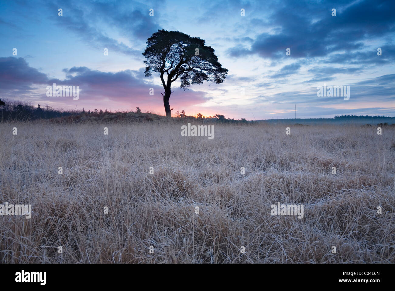 Kiefer in der Nähe von Priddy in den Mendip Hills, Winter. Somerset. England. VEREINIGTES KÖNIGREICH. Stockfoto