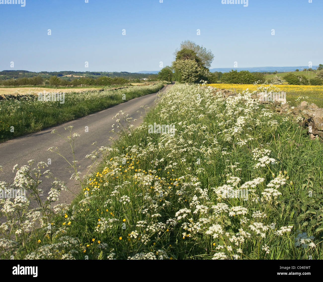 Landstraße in der Nähe von Leyburn, North Yorkshire. Grünstreifen mit Kuh Petersilie in Blüte und ein Feld in Löwenzahn bedeckt. Stockfoto