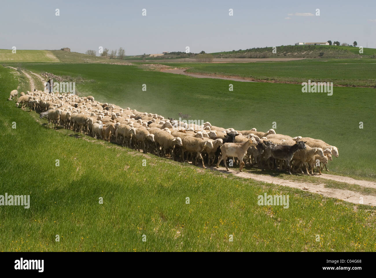 Ciudad Real, Kastilien-La Mancha, Spanien Schaf Schafe Herde Rebaño Oveja ovejas Stockfoto