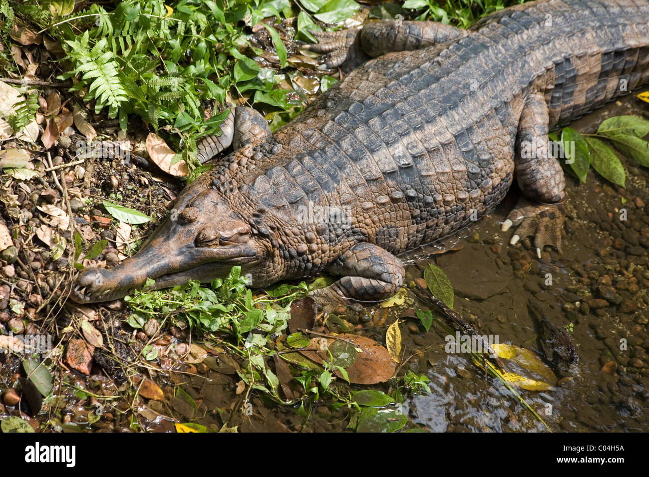 Falsche Gangesgavial, malaiische Süßwasser-Krokodil Stockfoto