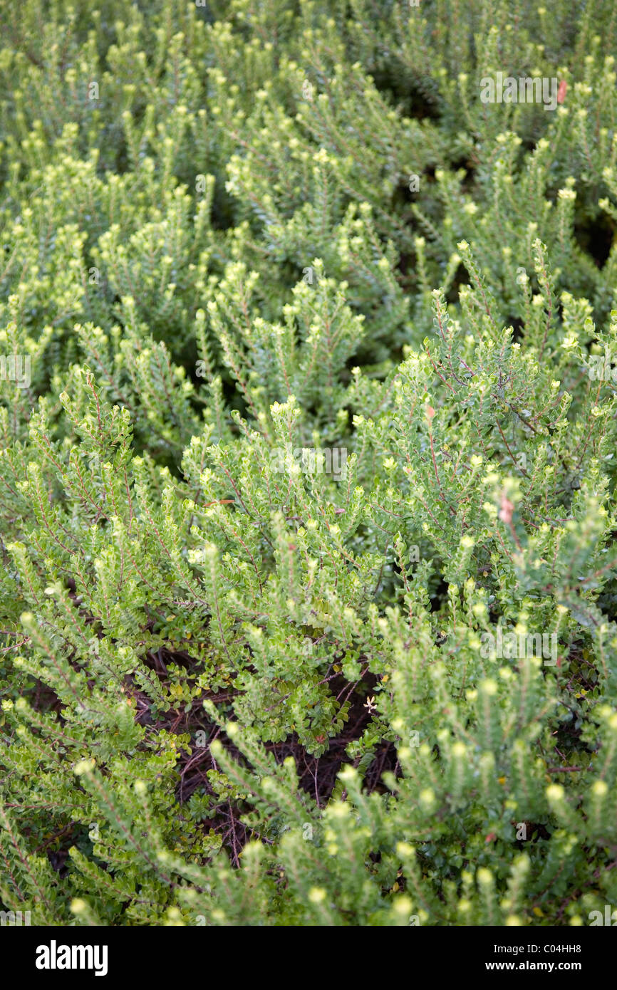 wilde buchu oder agathosma ovata in kirstenbosch bei kapstadt