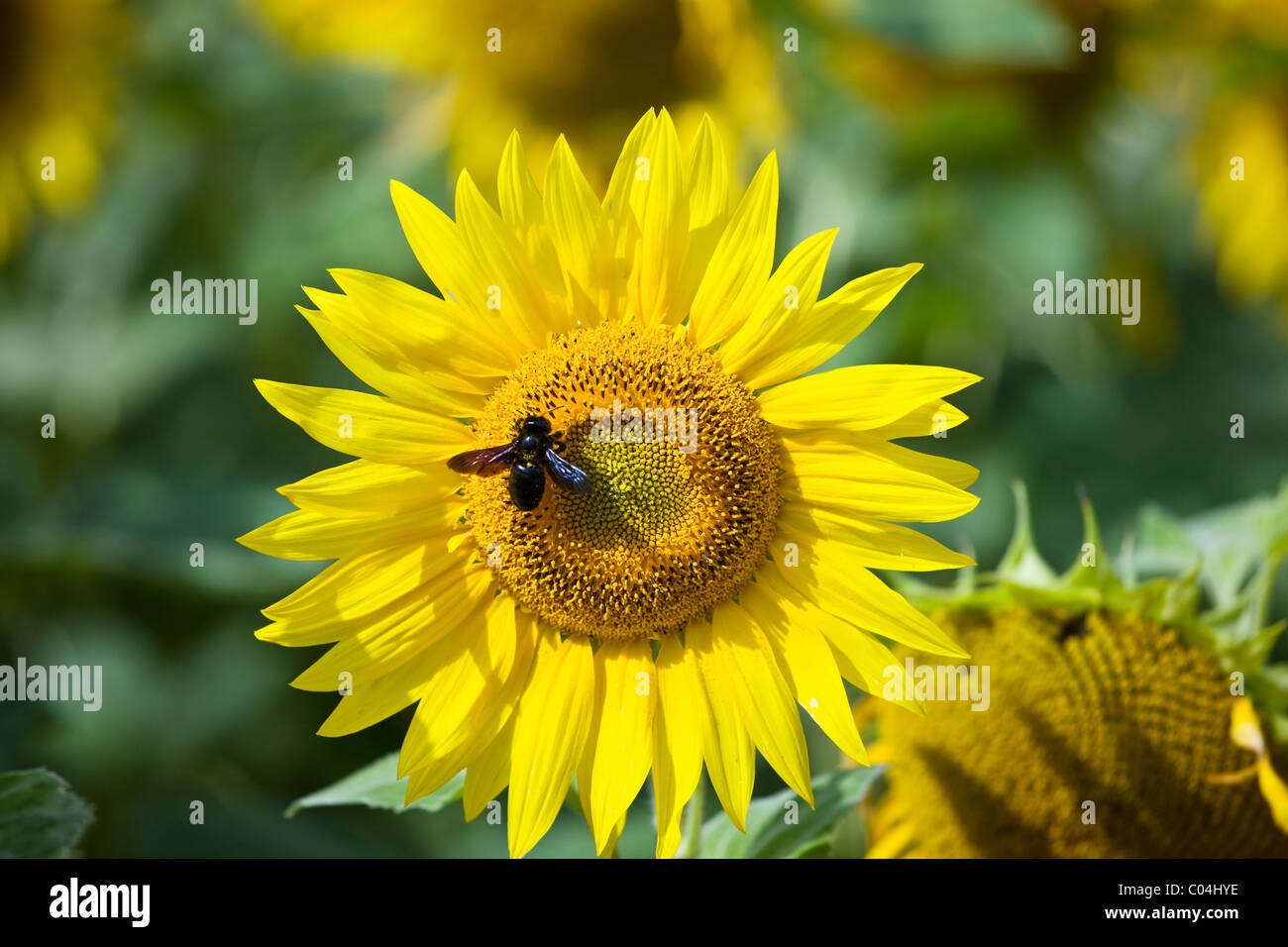 Honigbiene auf einer Sonnenblume Kopf, Tournesol, in der Nähe von Chatelleraut, Loiretal, Frankreich Stockfoto