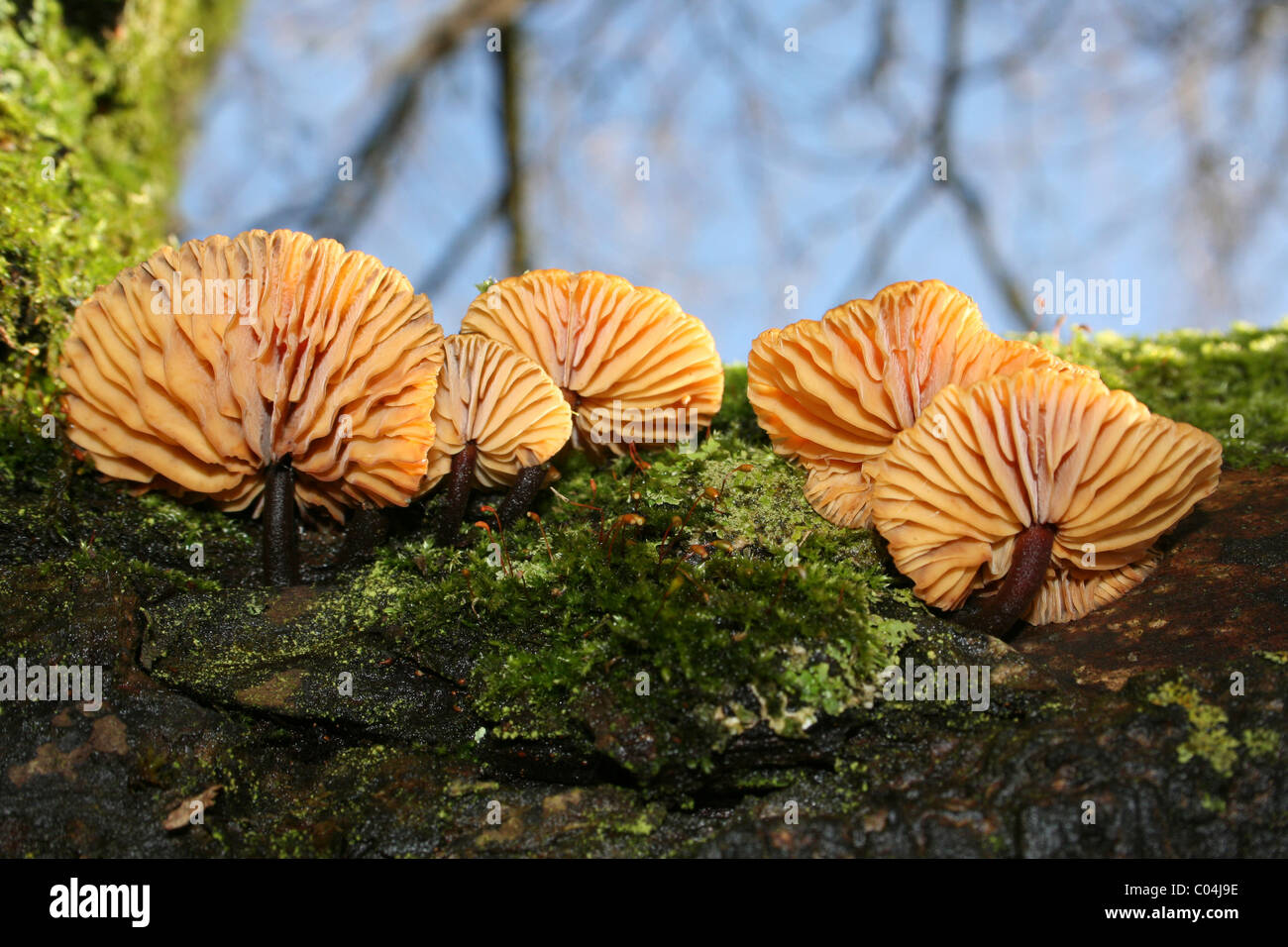 Samt Schaft Flammulina Velutipes genommen bei Martin bloße WWT, Lancashire, UK Stockfoto