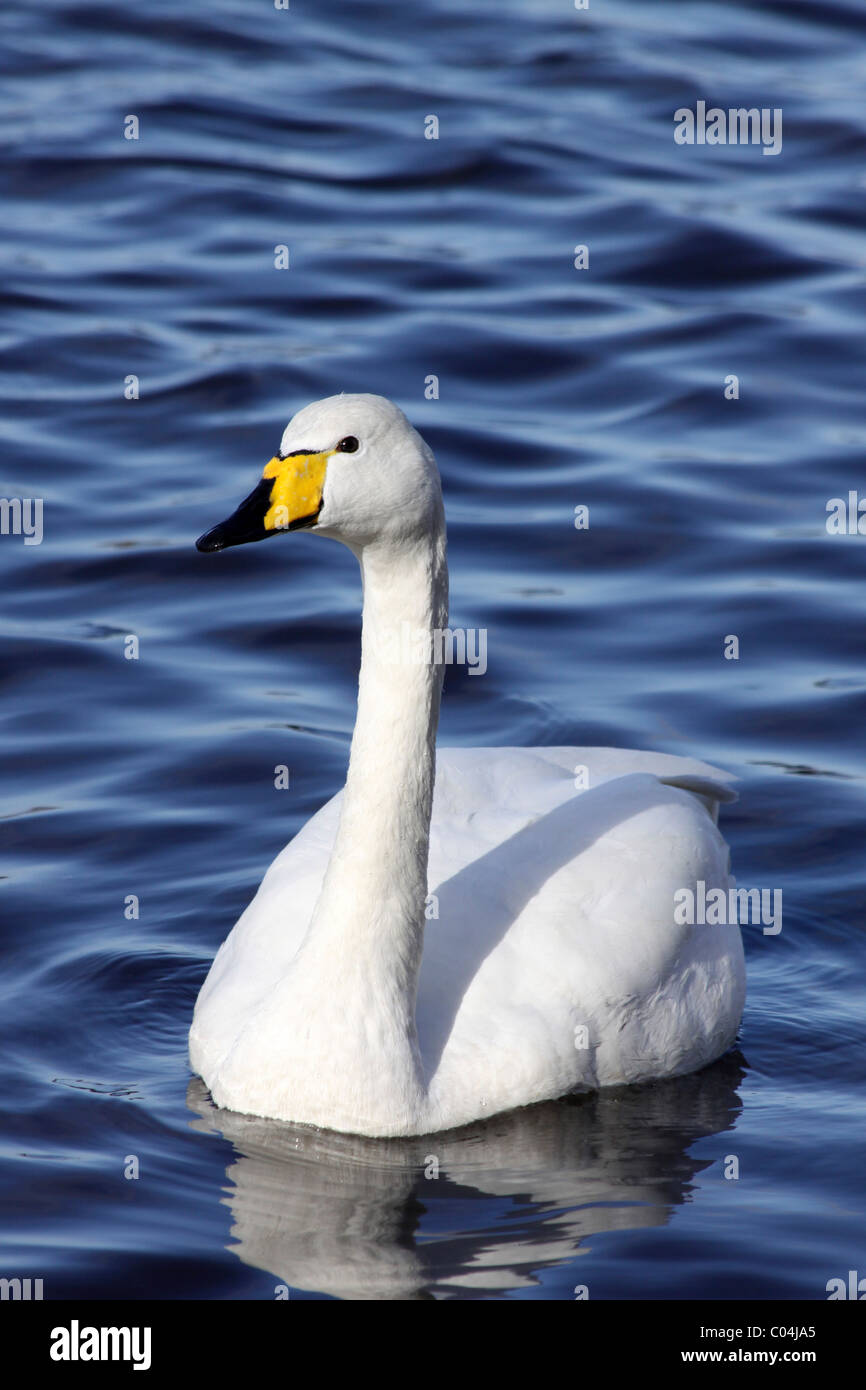 Whooper Schwan Cygnus Cygnus Schwimmen bei Martin bloße WWT, Lancashire UK Stockfoto