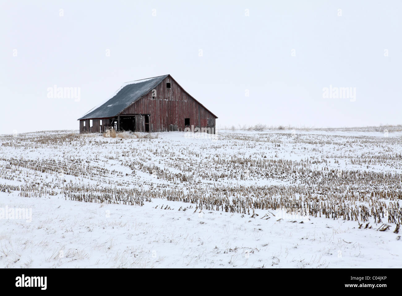 Alte rote verwitterte Scheune in der Mitte umgeben von Maisstauden. Iowa Stockfoto