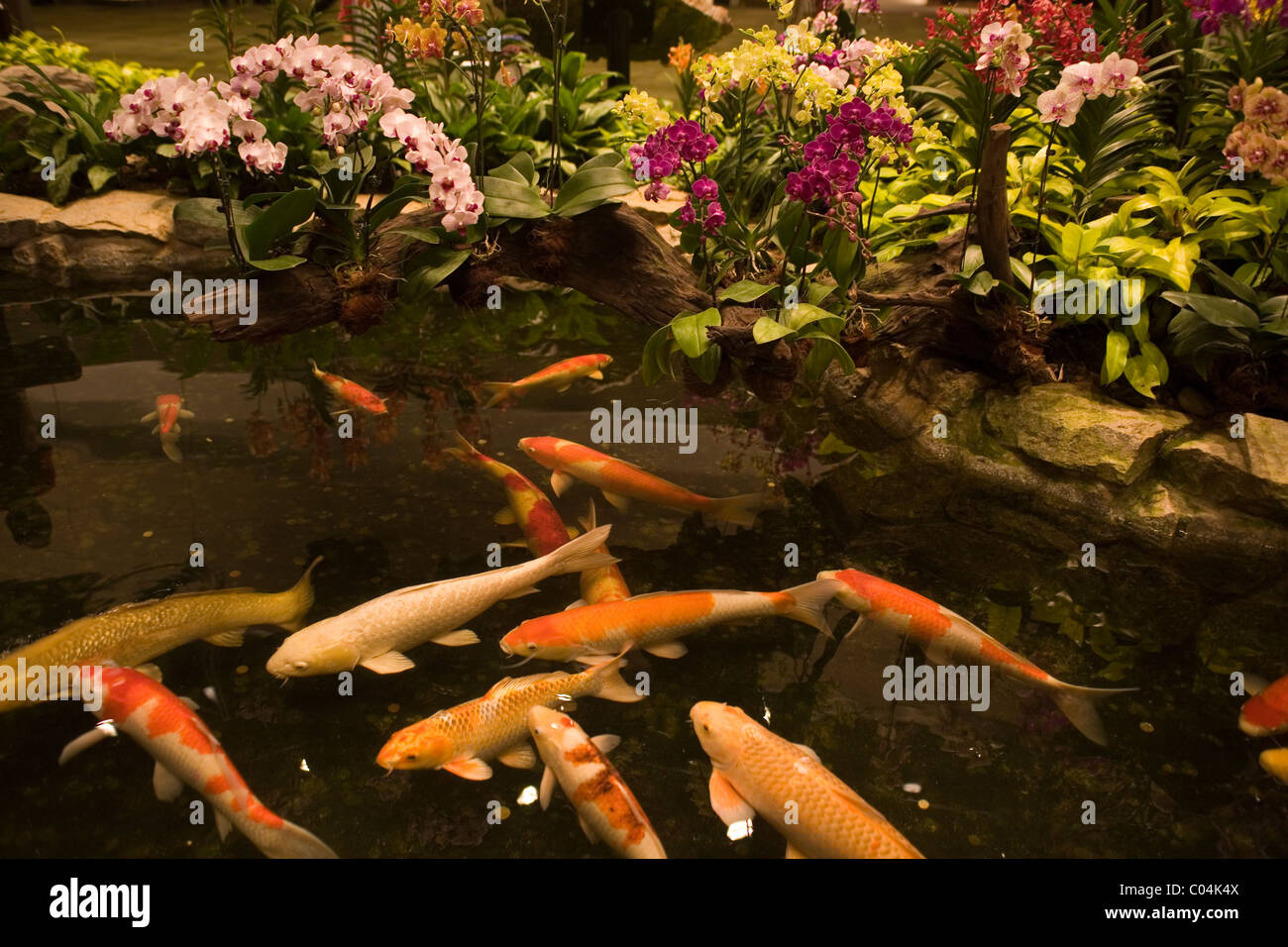 Singapur Changi Flughafen Fischteich Stockfoto