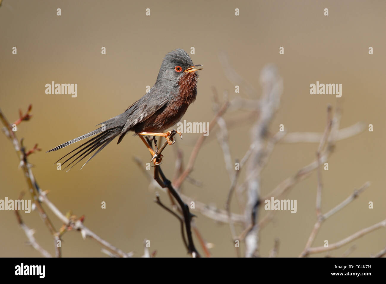 Dartford Warbler (Sylvia Undata). Männchen im Lied. Stockfoto