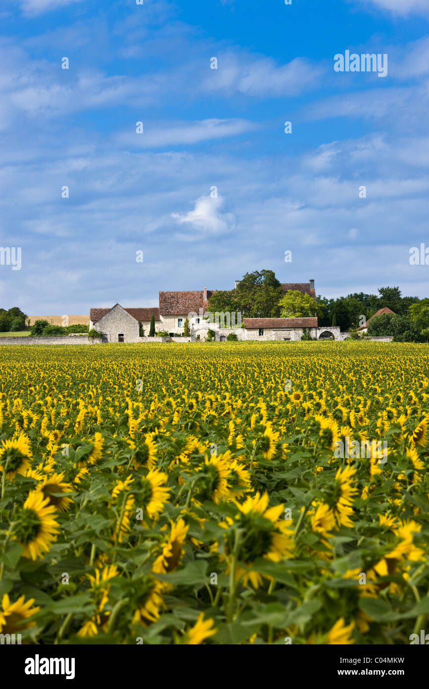 Französisch auf dem Bauernhof Gehöft mit Ernte von Sonnenblumen in Champigny Sur Veude, dem Loire-Tal, Frankreich Stockfoto