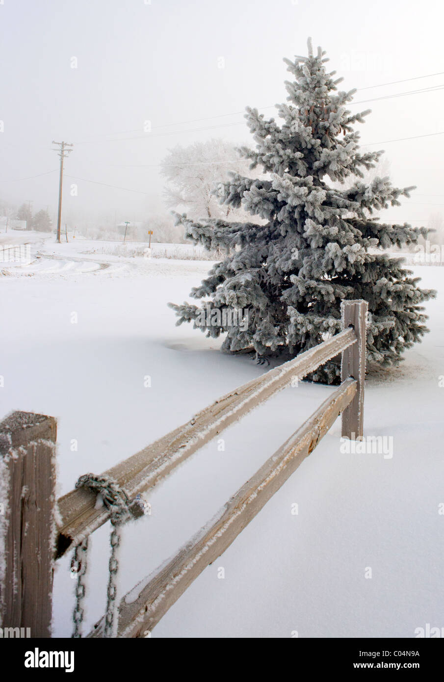 Frost bedeckt Kiefer mit Zaun vor Weihnachten Stockfoto