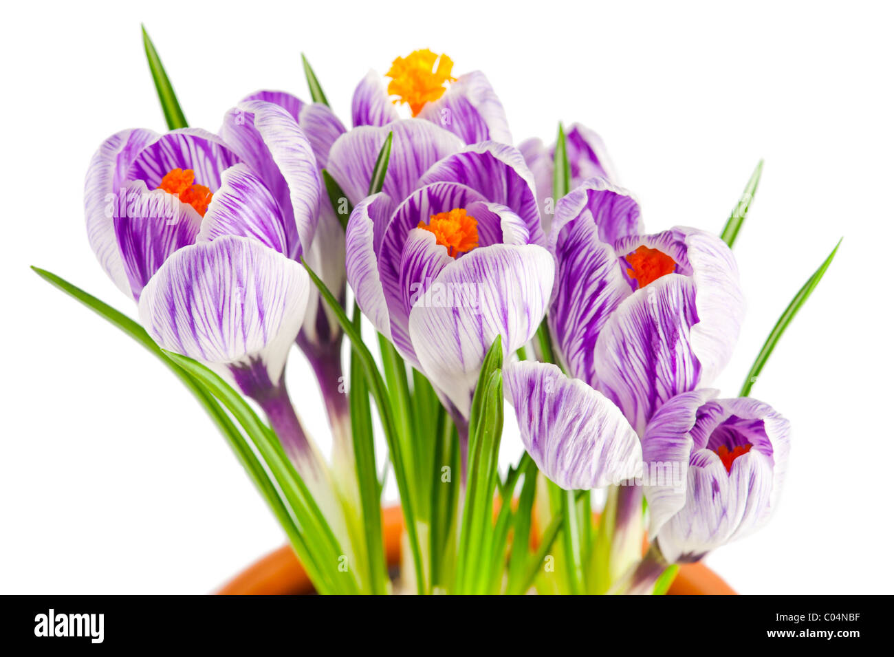 Makroaufnahme einer blühenden Frühling Krokusse isoliert auf weißem Hintergrund Stockfoto