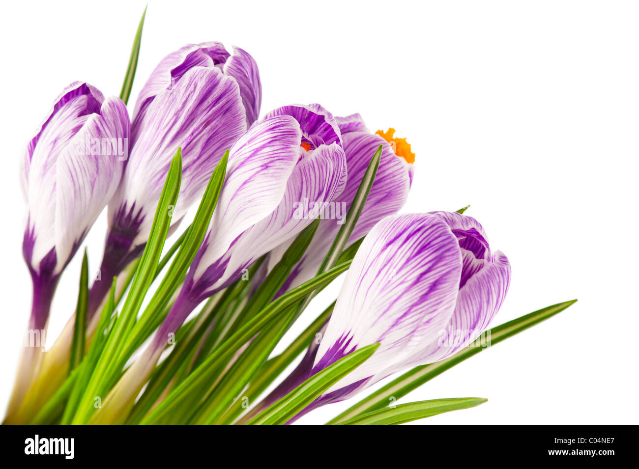 Makroaufnahme einer blühenden Frühling Krokusse isoliert auf weißem Hintergrund Stockfoto