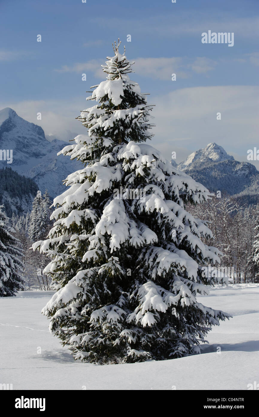 Single Tannenbaum im frischen Schnee im Winter in Bayern, Deutschland Stockfoto