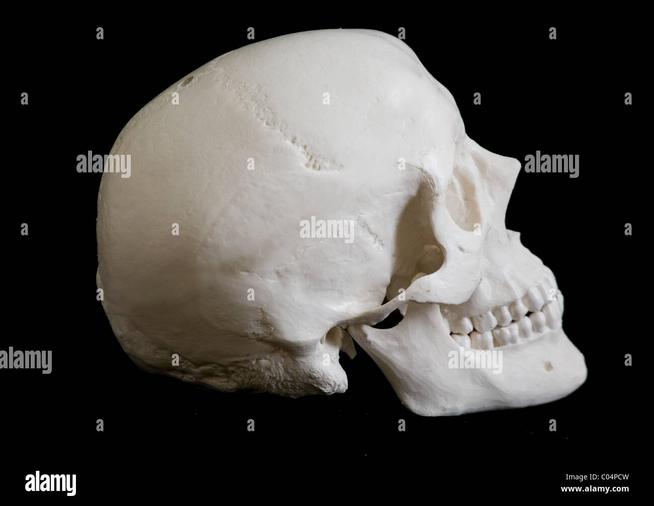 Menschliche Schädel Seitenansicht, richtige Umlaufbahn Stockfoto