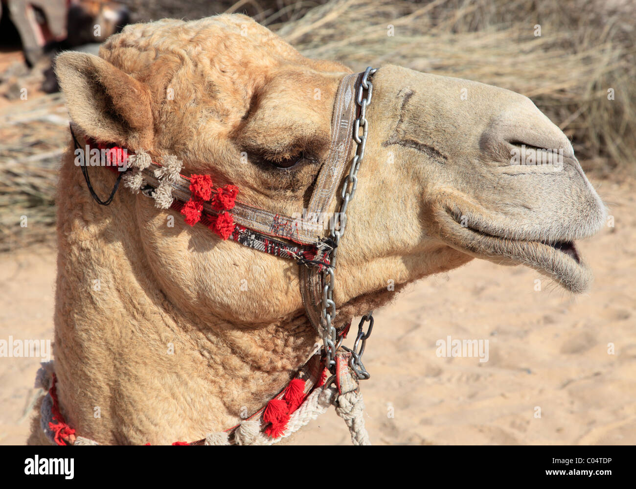 Vereinigte Arabische Emirate, Dubai, Kamel, Stockfoto