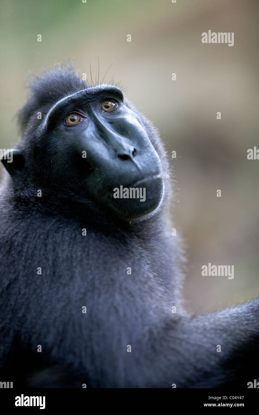 Crested schwarz Makaken (Macaca Nigra) Stockfoto