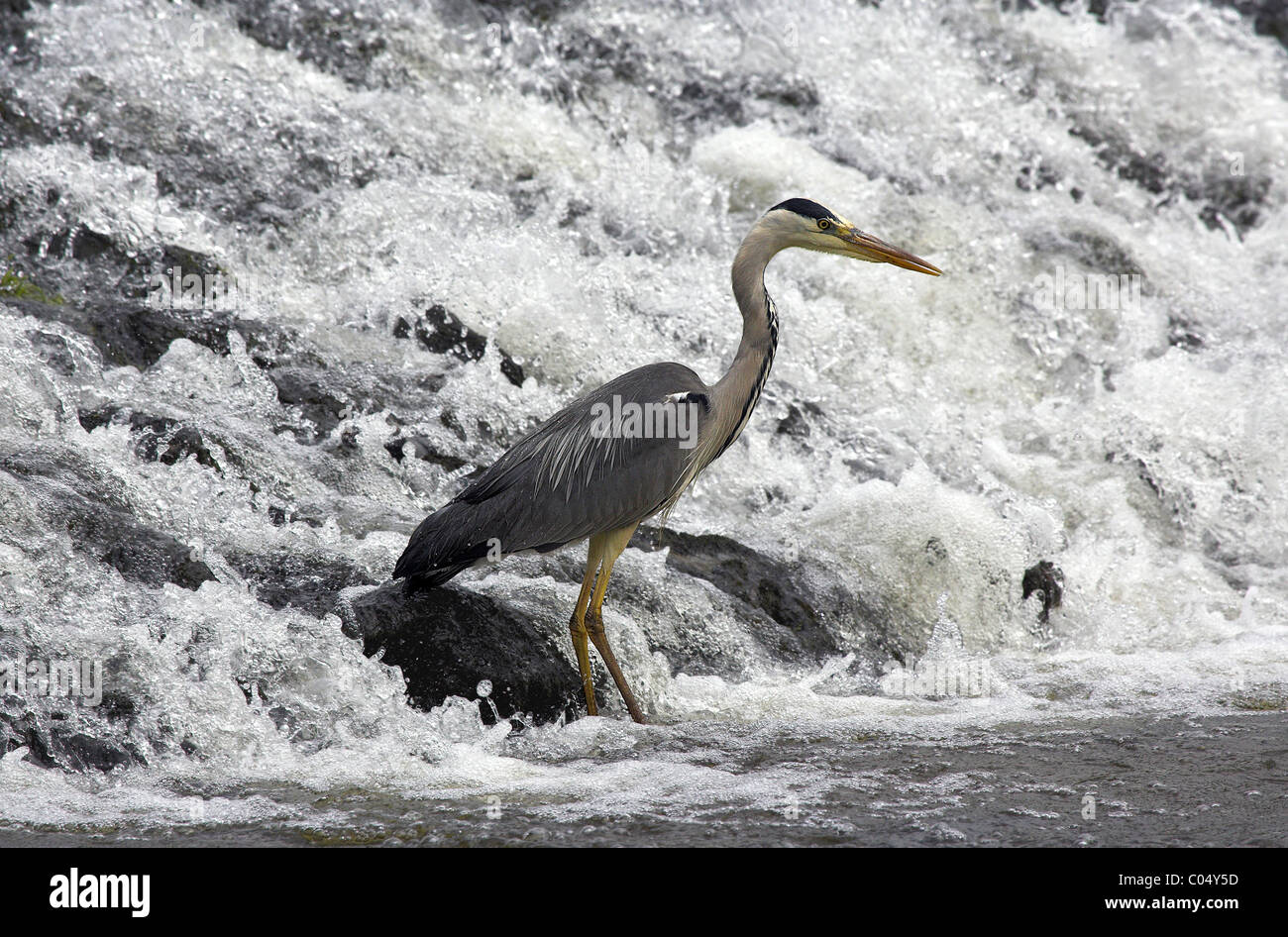 Graureiher am Wasserfall zu füttern. Stockfoto