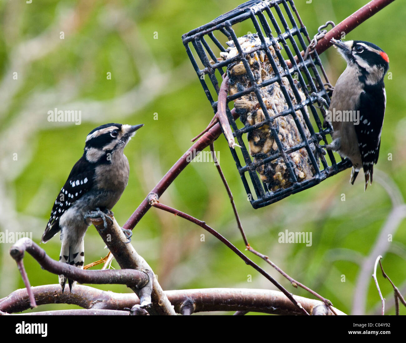 Männliche und weibliche Dunenspecht, Picoides pubescens Stockfoto