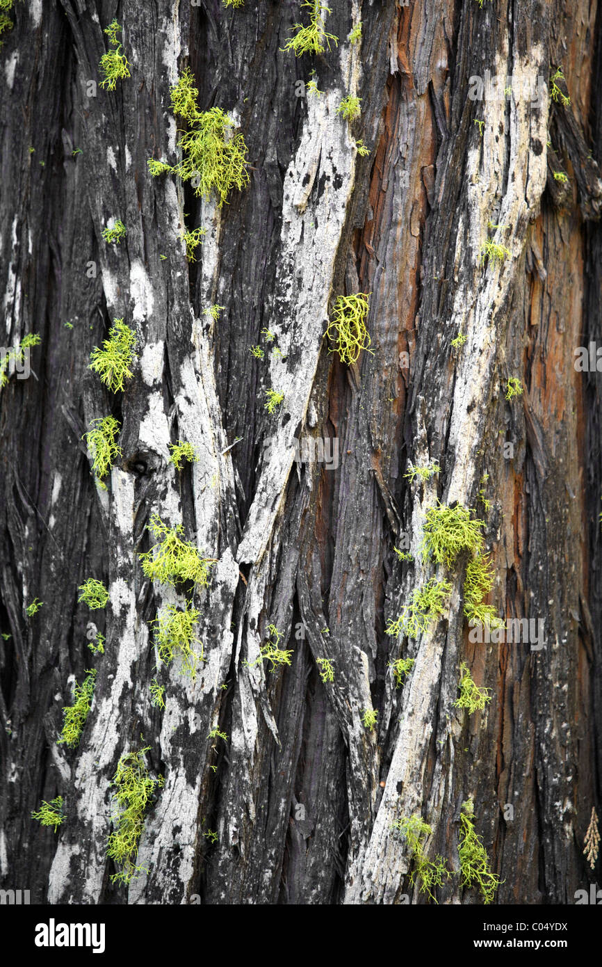Eine Baumrinde in grünem Moos bedeckt Stockfoto