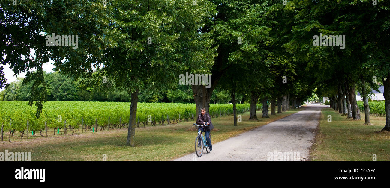 Französin, Radfahren in der Nähe von Azay le Rideau, Loiretal, Frankreich Stockfoto